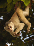 White-Fronted Capuchin Monkey Hanging From a Tree, Puerto Misahualli, Amazon Rain Forest, Ecuador Photographic Print by Pete Oxford