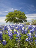 Texas Bluebonnets and Oak Tree, Texas, USA Photographic Print by Julie Eggers
