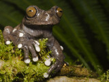 Tapichalaca Tree Frog, Tapichalaca Biological Reserve, Zamora-Chinchipe, Ecuador Lámina fotográfica por Pete Oxford Tapichalaca Tree Frog, Tapichalaca Biological Reserve, Zamora-Chinchipe, Ecuador Lámina fotográfica por Pete Oxford