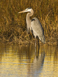 Great Blue Heron Standing in Salt Marsh on the Laguna Madre at South Padre Island, Texas, USA Photographie par Larry Ditto