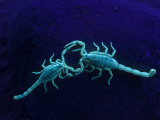 Cathy & Gordon Illg - Two Scorpions Under Blacklight, Maverick County, Texas, USA - Fotografik Baskı Cathy & Gordon Illg - Two Scorpions Under Blacklight, Maverick County, Texas, USA - Fotografik Baskı