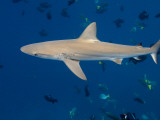Galapagos Shark Off of Wolf Island, Galapagos Islands, Ecuador Photographic Print by Pete Oxford