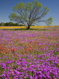 Spring Mesquite Trees Growing in Wildflowers, Texas, USA Fotografisk tryk af Julie Eggers Spring Mesquite Trees Growing in Wildflowers, Texas, USA Fotografisk tryk af Julie Eggers