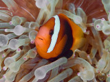 Anemonefish Among Poisonous Tentacles, Raja Ampat, Indonesia - Fotografik Baskı Anemonefish Among Poisonous Tentacles, Raja Ampat, Indonesia - Fotografik Baskı