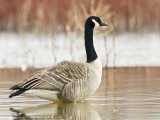 Canada Goose Standing in a Still Marsh Photographic Print by Larry Ditto