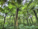 View of Vegetation in Bali Botanical Gardens, Bali, Indonesia Photographic Print