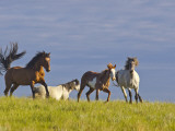 Wild Horses Running, Theodore Roosevelt National Park, North Dakota, USA Photographic Print by Chuck Haney