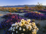 Flowers Growing on Desert, Anza Borrego Desert State Park, California, USA Photographic Print by Adam Jones