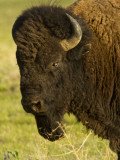 Bison Bull at the National Bison Range, Montana, USA Photographic Print by Chuck Haney