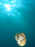 Chambered Nautilus Swimming Near Gnemelis Dropoff, Palau, Micronesia Photographie par Stuart Westmorland
