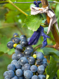 Vineyard Operated By Dynasty Winery Near Jixian, Tianjin Province, China Photographic Print by Janis Miglavs