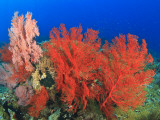 Brilliant Red Sea Fans, Komba Island, Flores Sea, Indonesia Photographic Print by Stuart Westmorland