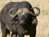 Cape Buffalo, Masai Mara National Reserve, Kenya Photographic Print by Sergio Pitamitz