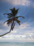Bavaro Beach Palms at Dawn, Bavaro, Punta Cana Region, Dominican Republic Photographic Print by Walter Bibikow