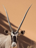 Close-Up of Oryx, Namib-Naukluft Park, Namibia, Africa Photographic Print by Wendy Kaveney