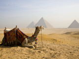 Lone Camel Gazes Across the Giza Plateau Outside Cairo, Egypt Fotografisk tryk af Dave Bartruff Lone Camel Gazes Across the Giza Plateau Outside Cairo, Egypt Fotografisk tryk af Dave Bartruff