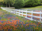 Texas Bluebonnets and Paintbrush Along White Fence Line, Texas, USA Photographic Print by Julie Eggers