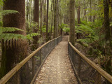 Tall Trees Walk, Mount Field National Park, Tasmania, Australia Photographic Print by David Wall