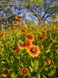 Firewheels Growing in Mesquite Trees, Texas, USA, Photographic Print by Larry Ditto