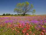 Spring Mesquite Trees Growing in Wildflowers, Texas, USA Photographic Print by Julie Eggers