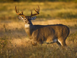 White-Tailed Deer in Autumn, South Texas, USA Fotografie-Druck von Larry Ditto