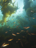Juvenile Copper Rockfish Hiding Among, Giant Kelp, Browning Passage, British Columbia, Canada Photographic Print by Stuart Westmorland