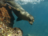 Galapagos Sealion, Gardner Bay, Española Island, Galapagos Islands, Ecuador Fotografie-Druck von Pete Oxford