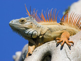 Joanne Williams - Close-Up of Male Iguana on Tree, Lighthouse Point, Florida, USA - Fotografik Baskı Joanne Williams - Close-Up of Male Iguana on Tree, Lighthouse Point, Florida, USA - Fotografik Baskı