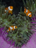 Clownfish Swim Among Anemone Tentacles, Raja Ampat, Indonesia Photographic Print by  Jones-Shimlock