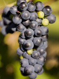 Marechal Foch Grapes at the Vineyard at Jewell Towne Vineyards, South Hampton, New Hampshire, USA Photographic Print by Jerry & Marcy Monkman