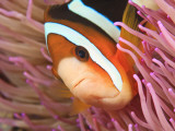 Stuart Westmorland - Anemonefish, Tukang Besi/Wakatobi Archipelago Marine Preserve, South Sulawesi, Indonesia Fotografická reprodukce