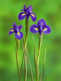 Iris Flowers Photographic Print by Adam Jones