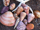 Seashells Along the Gulf of California, Loresto, Mexico Photographic Print by Chuck Haney