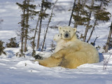 Polar Bear Cub Playing With a Watchful Mother, Wapusk National Park, Manitoba, Canada Fotografie-Druck von Cathy & Gordon Illg