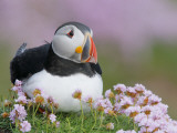 Atlantic Puffin and Sea Pink Flowers, Saltee Island, Ireland Photographic Print by Art Morris