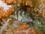 Close-Up of Pufferfish, Raja Ampat, Papua, Indonesia Photographic Print by  Jones-Shimlock