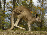Pete Oxford - Eastern Grey Kangaroo at Queensland, Australia - Fotografik Baskı Pete Oxford - Eastern Grey Kangaroo at Queensland, Australia - Fotografik Baskı