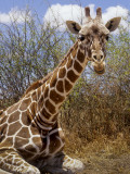Giraffe Lying Down, Loisaba Wilderness, Laikipia Plateau, Kenya Fotografisk tryk af Alison Jones Giraffe Lying Down, Loisaba Wilderness, Laikipia Plateau, Kenya Fotografisk tryk af Alison Jones