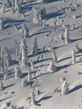 Skiing Through the Snowghosts at Whitefish Mountain Resort, Montana, USA Photographie par Chuck Haney