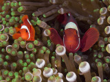Two Clownfish Among Anemone Tentacles, Raja Ampat, Indonesia Photographic Print