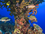 Harlequin Sweetlips, Butterflyfish and Glasseye, Palau, Micronesia Photographic Print by Stuart Westmorland