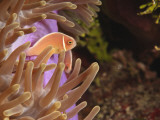 Anemonefish, Tukang Besi/Wakatobi Archipelago Marine Preserve, South Sulawesi, Indonesia Fotografie-Druck von Stuart Westmorland