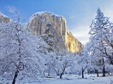Sunrise Light Hits El Capitan Through Snowy Trees in Yosemite National Park, California, USA Photographic Print by Chuck Haney