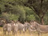 Herd of Grevy's Zebras, Shaba National Reserve, Kenya Photographic Print by Alison Jones