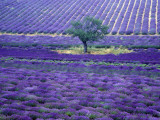Gavriel Jecan - Lavender Fields, Vence, Provence, France Fotografická reprodukce Gavriel Jecan - Lavender Fields, Vence, Provence, France Fotografická reprodukce
