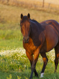 Horse in Pasture Near Pullman, Washington, USA Photographic Print by Chuck Haney