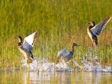 Mallard Ducks Takeoff From Whitefish Lake, Montana, USA Photographie par Chuck Haney