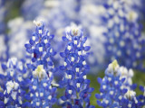 Close Up of Group of Texas Bluebonnets, Texas, USA Photographie par Julie Eggers