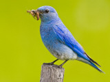 Mountain Bluebird With Caterpillars Near Kamloops, British Columbia, Canada Lámina fotográfica por Larry Ditto Mountain Bluebird With Caterpillars Near Kamloops, British Columbia, Canada Lámina fotográfica por Larry Ditto