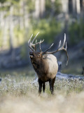 Elk in the Rut and Bugling, Yellowstone National Park, Wyoming, USA Photographic Print by Joe & Mary Ann McDonald